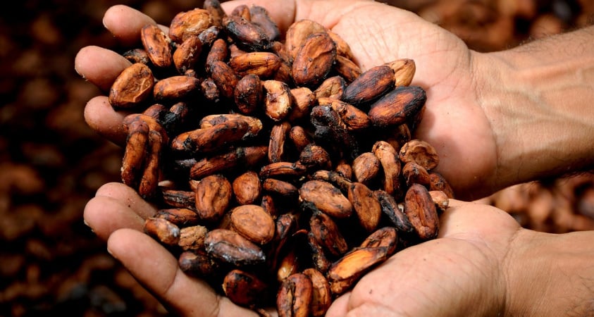 Фьючерсы на какао в Нью-Йорке достигли нового рекорда, поскольку темпы переработки на шоколадных фабриках сохраняются, невзирая на глобальный дефицит предложения и большие цены.